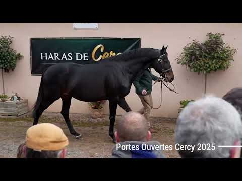 Cokoriko : étalon au Haras de Cercy 2025