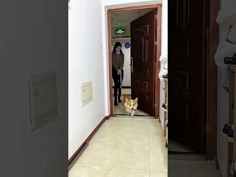 🔥 Charlie’s BIG Surprise Made Dad Speechless! 😱🐶