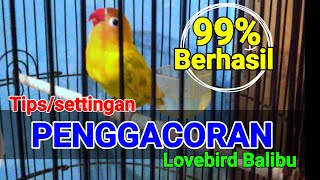 Download lagu Tips/Settingan Cara Penggacoran Lovebird Balibu 99% Berhasil mp3 Download lagu Tips/Settingan Cara Penggacoran Lovebird Balibu 99% Berhasil mp3