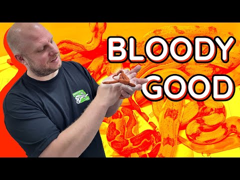 What a litter! VPI Blood boa x Hypo het *******