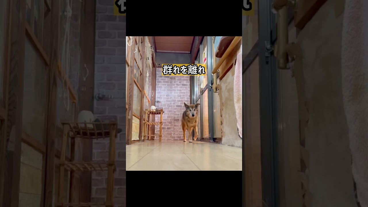 後編）愛護センター収容の老犬保護に苦戦