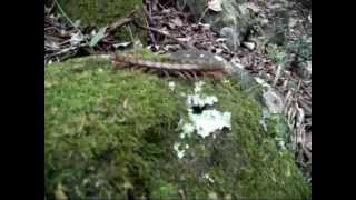 Huge, poisonous Hawaiian centipede, Kauai, Hawaii