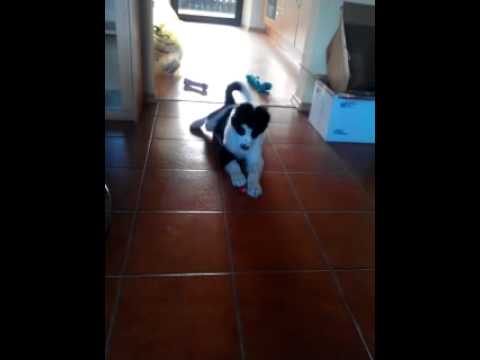 Apollo's first strawberry