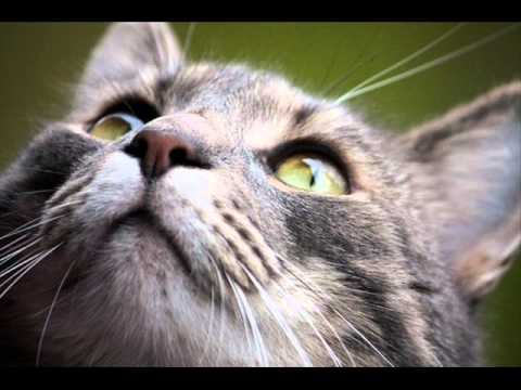 Gala Vs. Dave McCullen-Let A Boy Cry Bitch.wmv