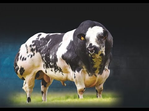 , title : 'En Yüksek Et Verimli Etçi Sığır Irkları / Best Beef Cattle Breeds'