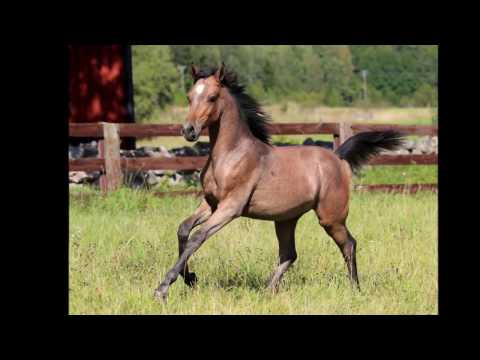 SA Eunik (ZT Shakfantasy x Eunora/Gazal Al Shaqab)