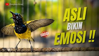 Download lagu Asli Bikin Emosi Kalu Sogonmu Dengar Pancingan Suara Ini #pancingansogon #sogonngobra #sogongacordor mp3