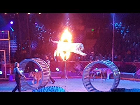 Monte-Carlo Circus Festival, 2017, Zapashny brothers, Tigers leap through flaming hoops