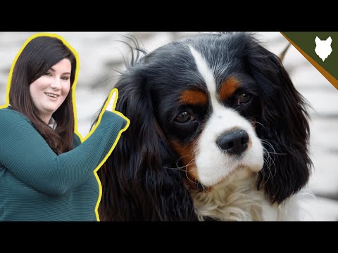 CAVALIER KING CHARLES SPANIEL HISTORY DEEPDIVE