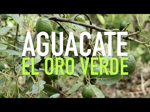 download lagu mp3 mp4 Oro Verde Avocados, download lagu Oro Verde Avocados gratis, unduh video klip Oro Verde Avocados