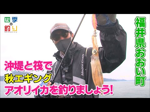 沖堤と筏で秋エギング　アオリイカを釣りましょう！（四季の釣り/2021年10月1日放送）