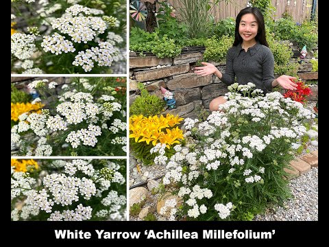 Fun Garden Moments:  White Yarrow 'Achillea Millefolium'