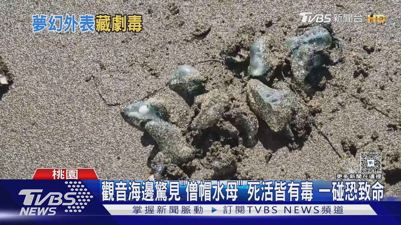 「僧帽水母」現蹤海水浴場！觸鬚最長22公尺　誤觸恐休克致命