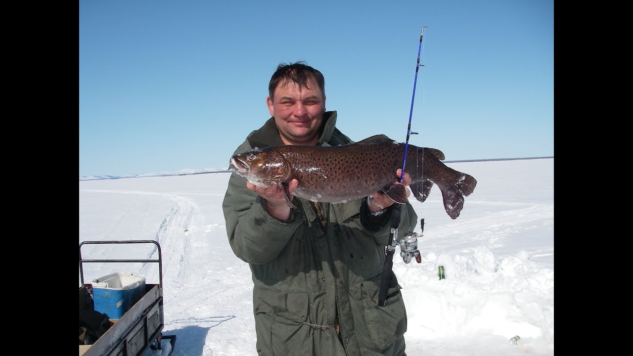 подледная ловля ленка. зимняя рыбалка на хариуса. таймень хариус голец ленок. рыбалка на амуре зимой. ловля ленка зимой.