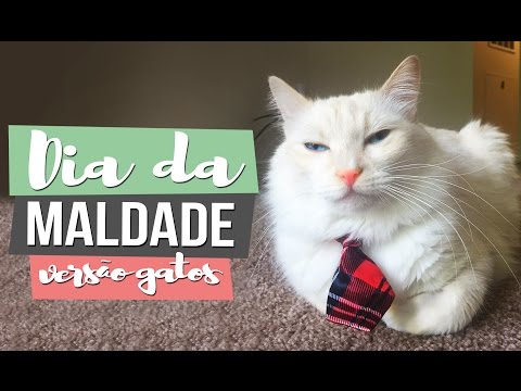 HOJE É DIA DE MALDADE (GATOS) - Pri Mastrocolla