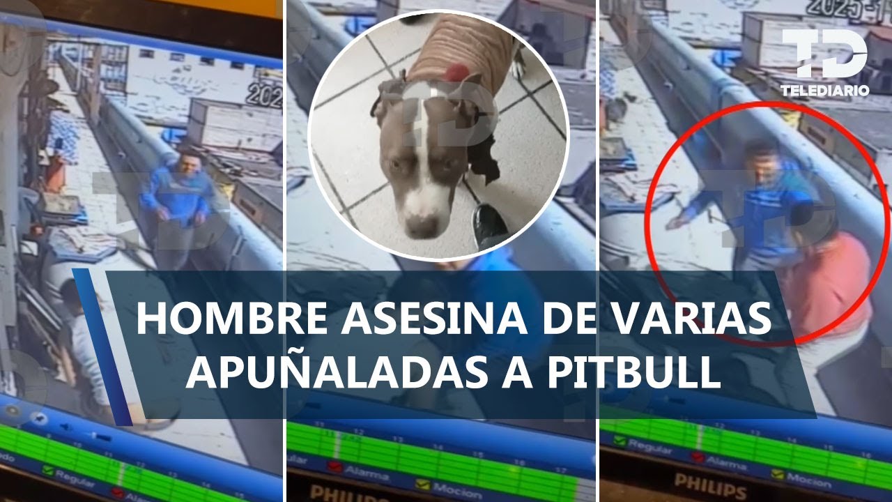 Apuñalan y matan a pitbull en la Merced Balbuena; dueño pide justicia