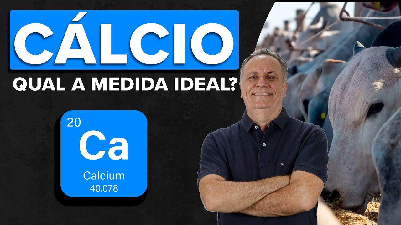 Cálcio em confinamentos: Cuidado com a falta!