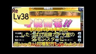 【どこパレ！】Lv１６　SSランク同種配合 特技伝授チャレンジ！＋最強ごうけつぐま育成計画　ベホマラー伝授の巻