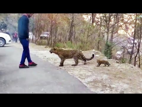 Animales Que Pidieron Ayuda y Bondad Captados En Cámara !