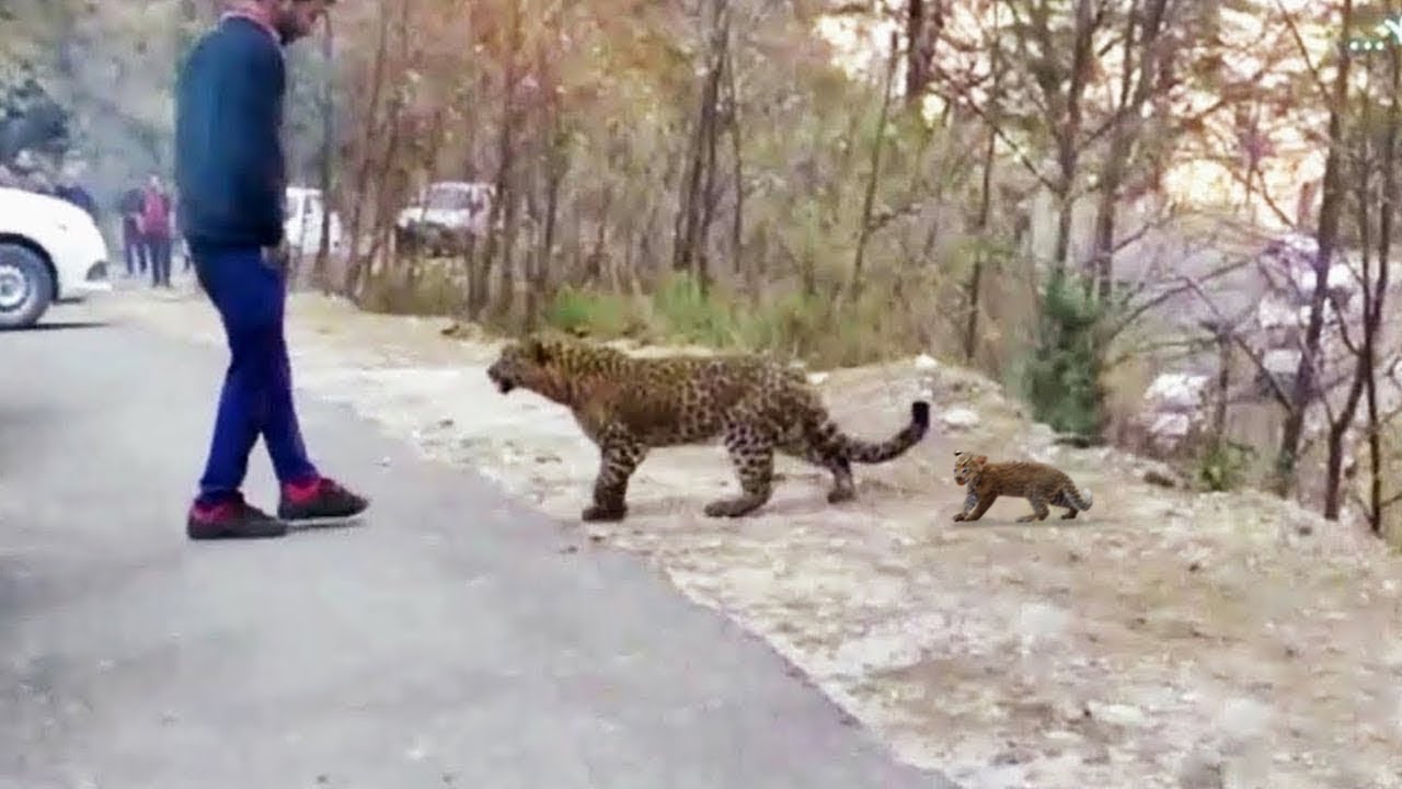 Animales Que Pidieron Ayuda y Bondad Captados En Cámara !