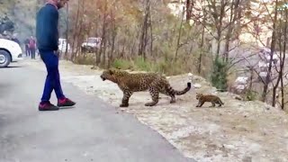 Animales Que Pidieron Ayuda y Bondad Captados En Cámara ! MQDEFAULT Thumbnail