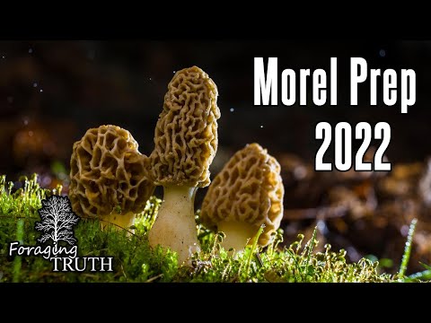 Morel Season 2022: Preparing for the Hunt - Learn About Your Land - Foraging in Pennsylvania