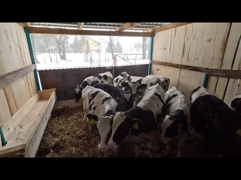 #350 Nowa Wiata Na Byczki Skończona || Prezentacja Oraz Usuwanie Obornika