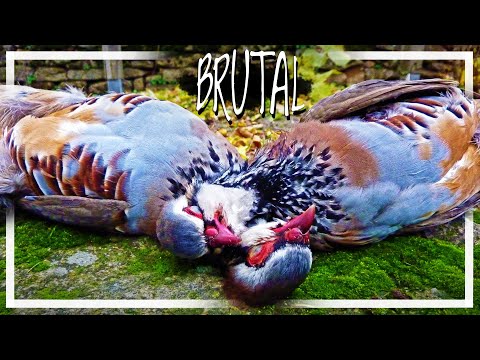 Caza de PERDICES 💥¡El Doblete de mi Vida!💥