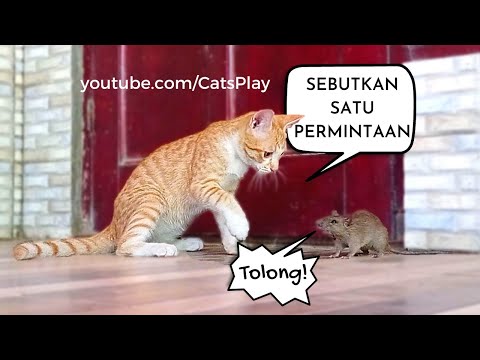 Aksi Kucing Menangkap Tikus | Amazing Cats Catching Mouse