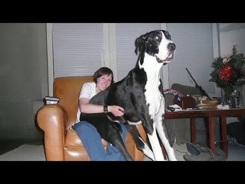 Le dogue allemand n'est pas seulement le plus grand, il est aussi très drôle !