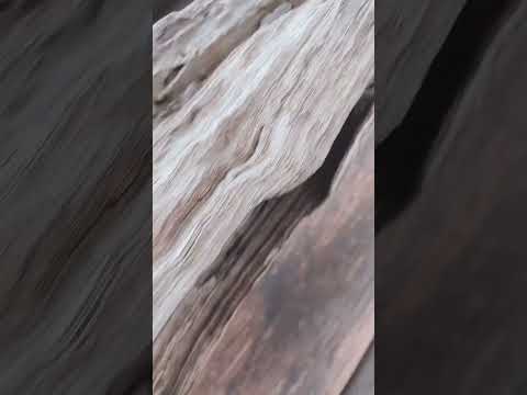 庭を彩る枯れ木、流木、切り株  庭園