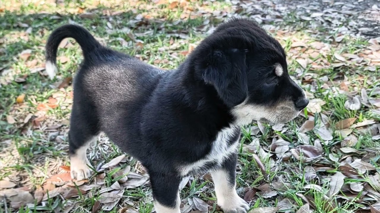 Enlarge Rocky Road, a hold mixed breed in Utica, NY video 2/6