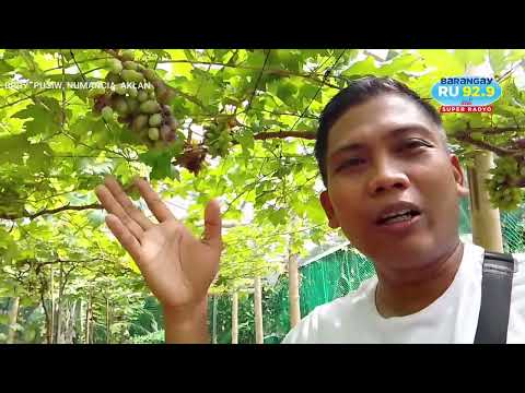 Ubasan sa Aklan, bubuksan sa publiko | Axl's Vineyard | Grape farm sa Aklan