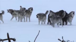 ������� ����