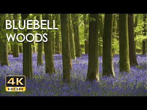 4K HDR Bluebell Woods - English Forest - Birds Singing - No Loop - Relaxing Nature Video & Sounds