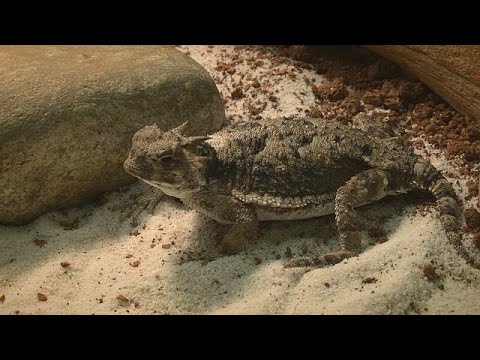 Lasers to imitate lizards! How reptiles and bugs are boosting innovation