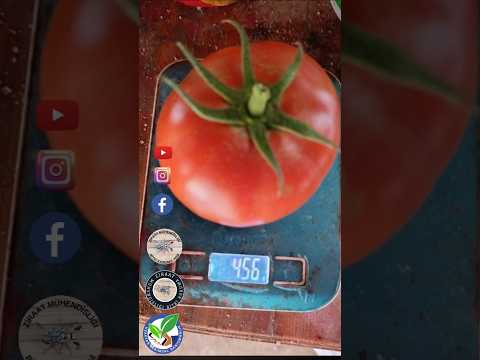 VAR MI DAHA BÜYÜĞÜ VE KIRMIZISI? @UZKTN-TAR-DAN ALAN KAZANIR!