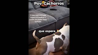 Perigo: carinho excessivo 😂🐶#engraçado #cachorro #shorts