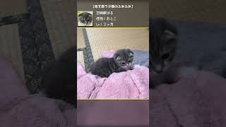 ママを想い出す子猫