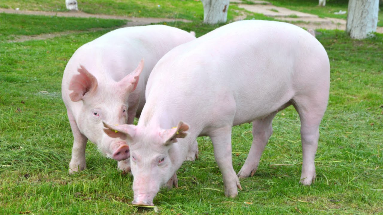 Curso Como Tornar seu Sítio Lucrativo - Cursos CPT