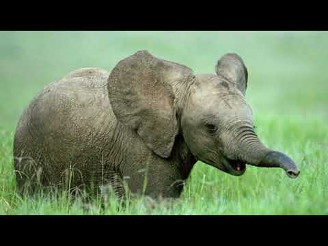 "Finding Courtney" Part 19(A) - Taya Speak Blue Whale