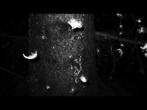 Ptáci - Kousek / Little Act