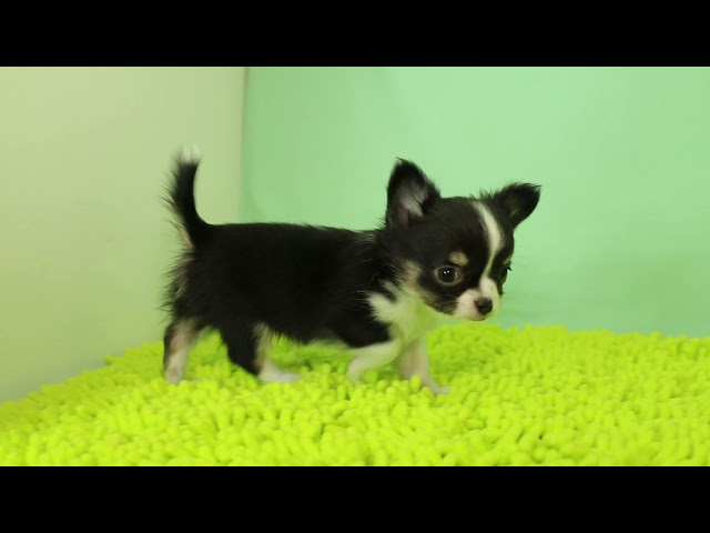 ブリーダー/ショップマロニエケンネル　MARRONNIER KENNELのチワワ・ロングコートで番号が2885です