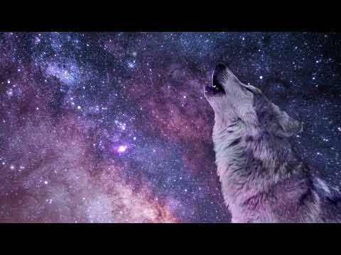 8 ore suoni della foresta per dormire con ululato del lupo