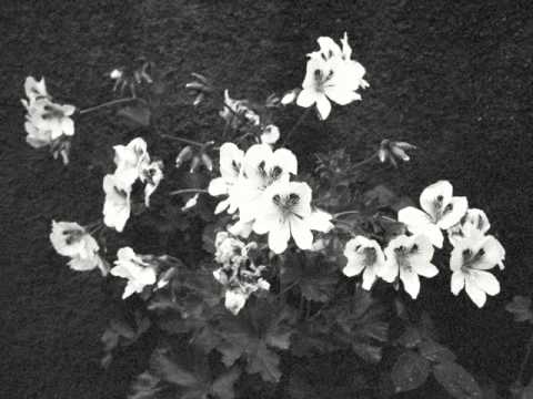 Cromby - "Smoke & Bubbles" - Tenderpark 019