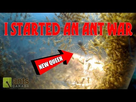 OH NO! I STARTED AN ANT WAR!