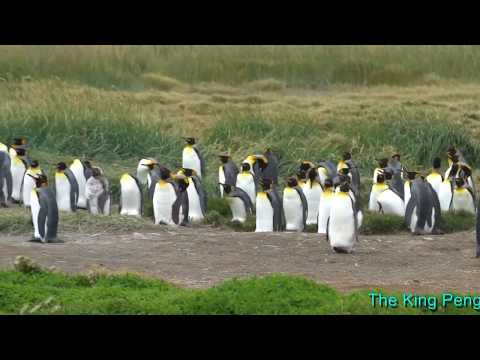 The King Penguins of Tierra del Fuego Fire Land, Patagonia