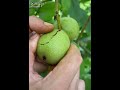 Walnut Best Video Subscribe Subscribe
