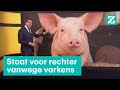 Burgers woest om varkensstank • Z zoekt uit