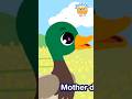 Five Little Ducks | Nursery Rhymes & Kids Songs